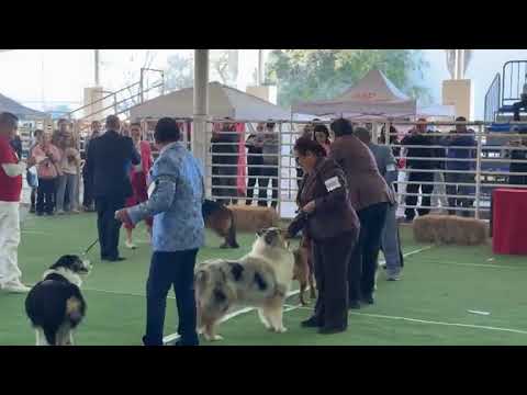 GRUPO 1 Club Canófilo de la Sultana del Norte