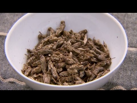 Johan Sörberg bakar bröd med insekter i - Hela Sverige Bakar (TV4)