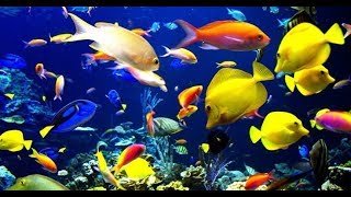 preview picture of video 'Fish Aquarium  Dharmasthala'