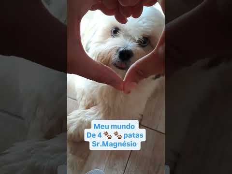 Sr Magnésio#filhotesdecachorro #shihtzu #ourilandiadonorte #srmagnesio