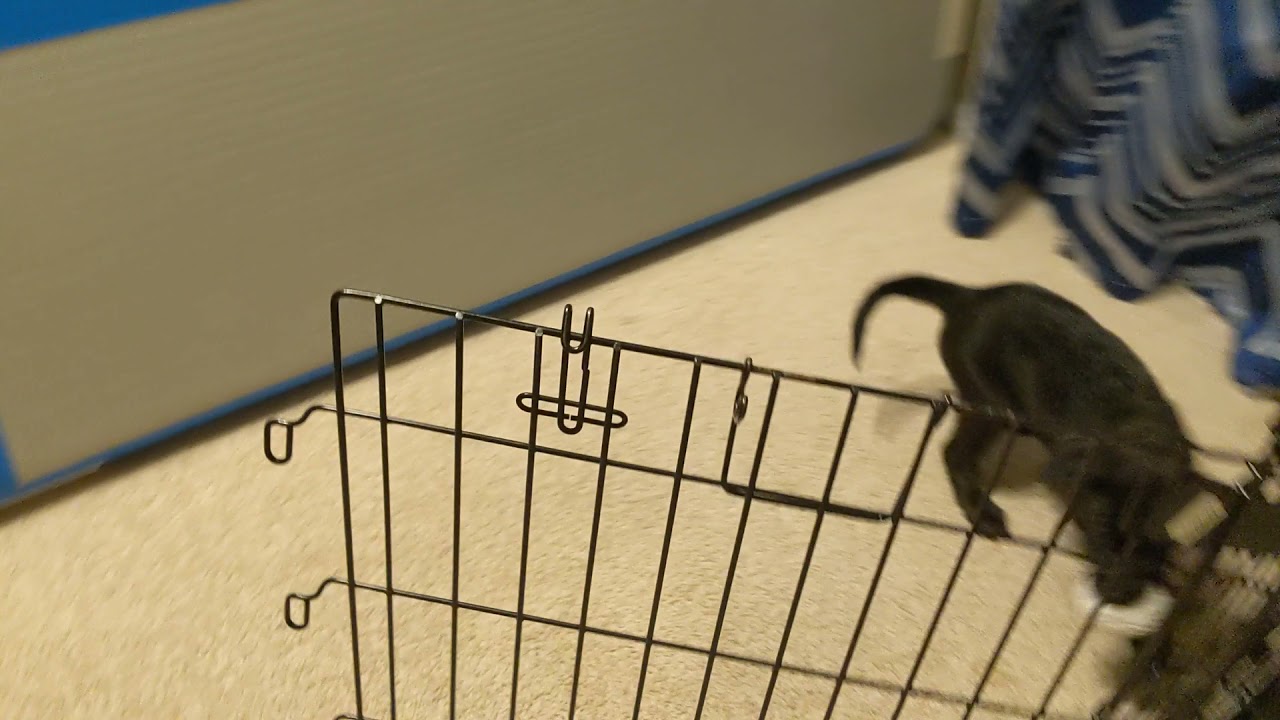 Peak Lab Rescue (Calvin, Diesel, & Levi)