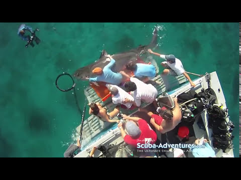 120627 Shark Science Trip Video with Dr. Neil Hammerschlag by Jim Abernethy Scuba Adventures