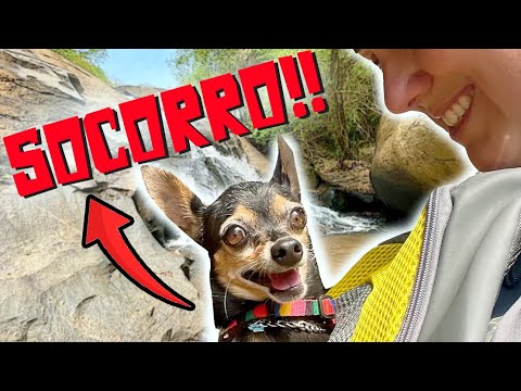 PINSCHERS AVENTUREIROS EM SOCORRO - SP| vlog |dicas de viagem | hotel pet friendly | viagem com cães