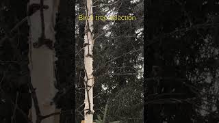 Picking a tree for Birch Syrup on #lifeinalaska #homestead
