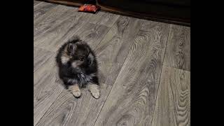 10282025 Lucy x Picasso Wolf Sable Female Puppy