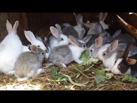 Kilimo na Biashara | Rabbit farming