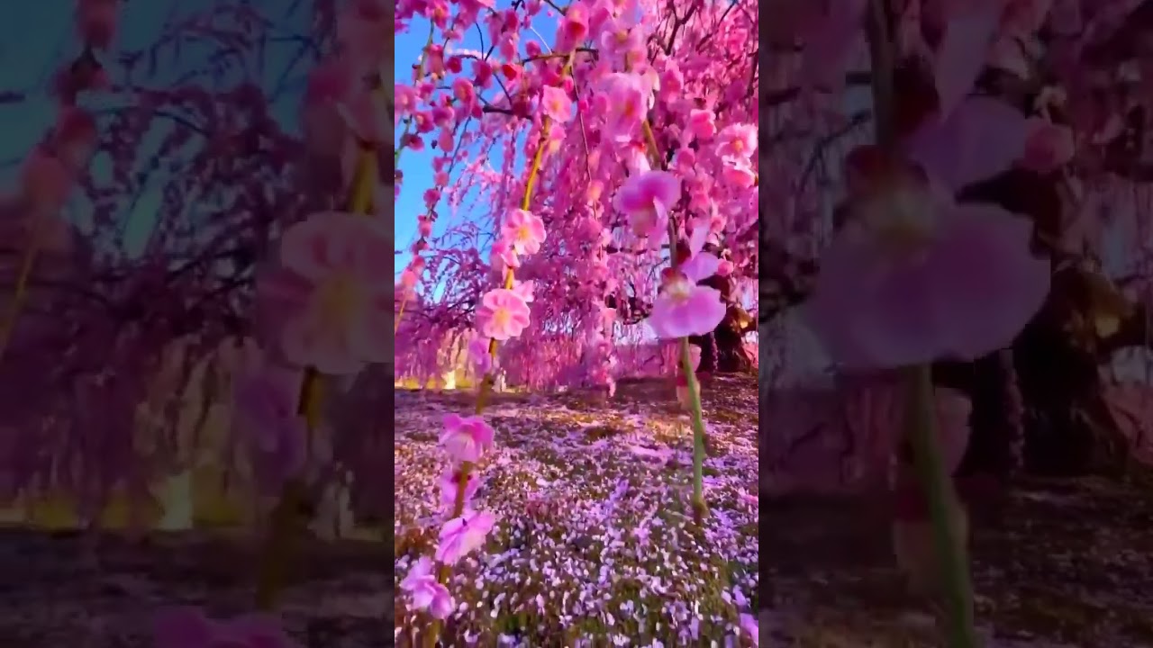 Do you know the name of this pink tree? |  #japanese #tree #nativeamerican  #flute  #nodesign