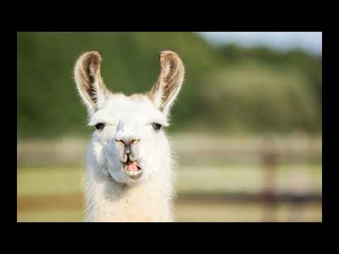 Flume x Martin Garrix x 3LAU x Sander Van Doorn x Paris & Simo x DVVBS   Never Escape Gold Skies