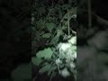 Village Girl First Time Sex