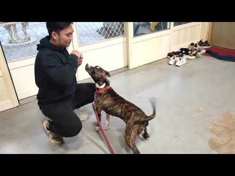 Ima, an adopted American Bulldog & Terrier Mix in San Mateo, CA_image-1