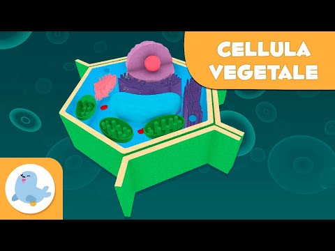 La cellula vegetale e le sue parti - Scienze Naturali - Video didattico per bambini