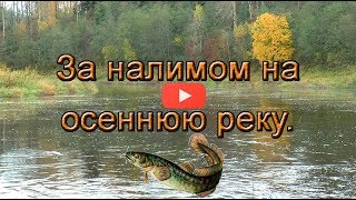 Ловля налима на урале осенью