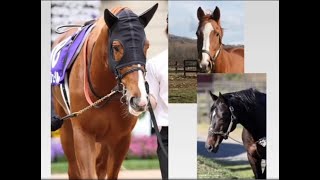 [宣傳] UmaMusume板樂透宣傳 今年一定島！ 