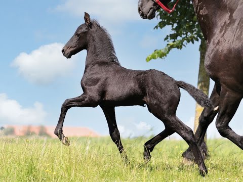 Stal Okkema's Paledro - Wolter x Jasper - stallion - 2021