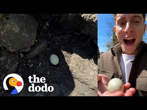 Guy Finds Mysterious Egg And Decides To Hatch It | The Dodo