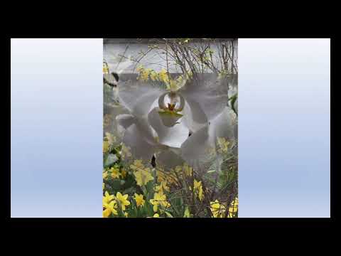 Mamyte, tau gražiausios gėlės