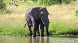 Download lagu Elephant Stock Video Footage No Copyright  by YTShare™ mp3