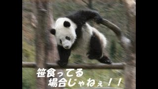 F1 25 初見VRplay