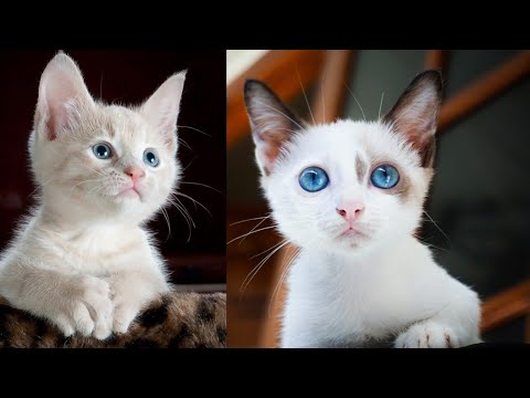 Funny Cats and Kittens Meowing Compilation 2021//Suman all m v