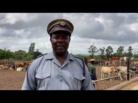 Inspector Abednico Ncube speaks on the recovered 20 herd of cattle at Drage Feedlot in Douglasdale