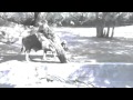 African Buffalo In Zoo