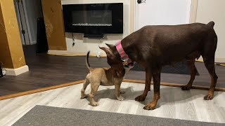 Can this Bully Puppy Go 10 Minute Rounds Against A Big Dog? American Pocket Bully vs Doberman LIVE