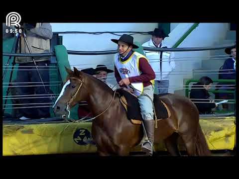 FICCC de Esteio (RS) – 1° lugar fêmeas – Am Gaita (Prova: Mangueira II)