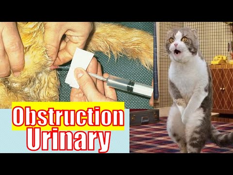 Feline urethral obstruction