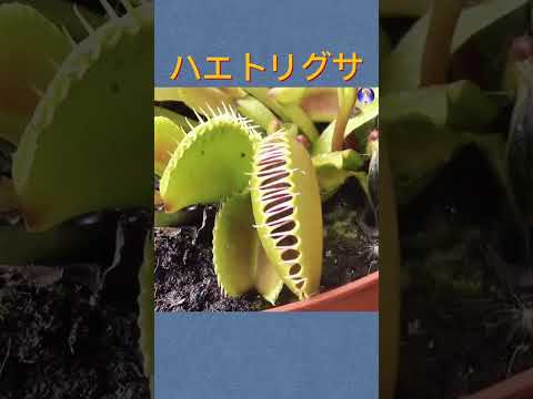 カリウム石鹸：昆虫を自然に駆除するためにどのように使用すればよいですか？  庭園