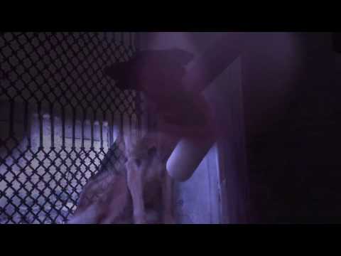 German Shepherd angry