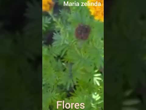 Flores#natureza#shorts 🤗🌸🌹