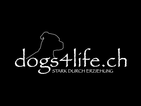 Hundeschule DOGS4LIFE.CH YouTube-Vdeominiatur 11
