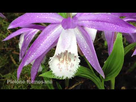 A Quick Guide to Pleiones