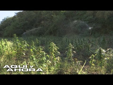 How does air transport of drugs work in Mexico's Northern Triangle?