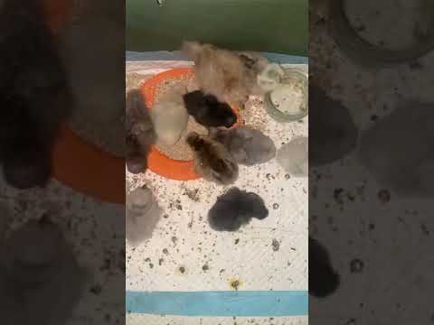 Silkie chicks chirping, Hatching eggs chirping sounds