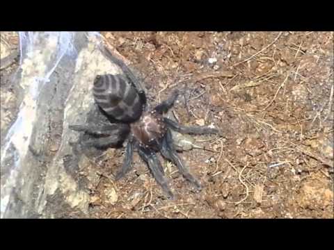 Spiders and  the invention of a new sport :)