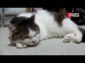 Блюзовый кот/Blues cat 
