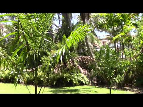 Roystonea violacea Palms at Fairchild