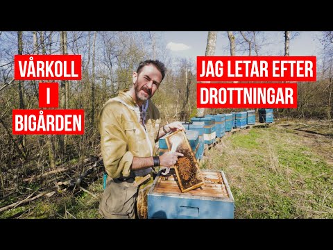 Vårkoll på riktigt i bigården