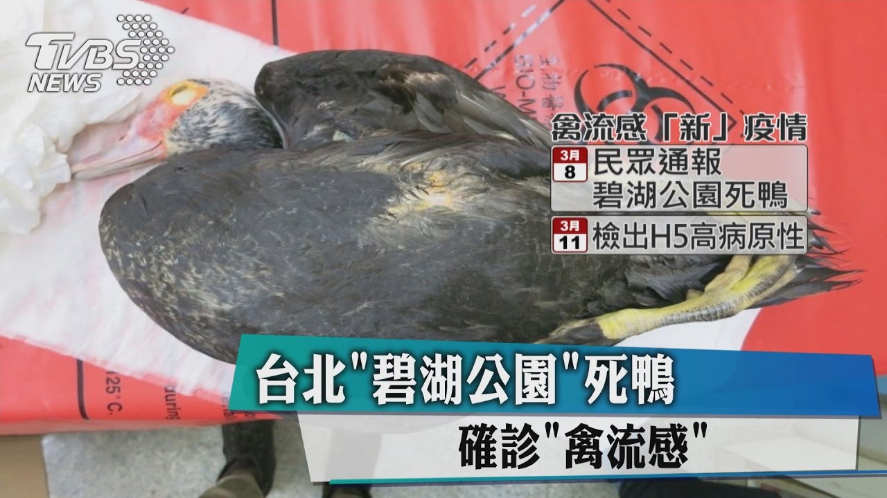 疫情增! 台北碧湖公園死鴨確診禽流感