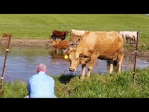 Cow asks man to rescue her newborn calf