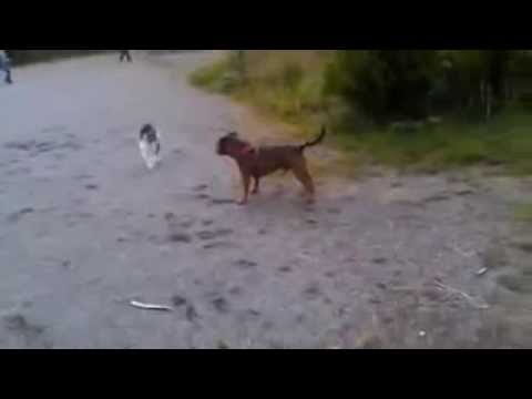 مصارعة بين كلب و قطة