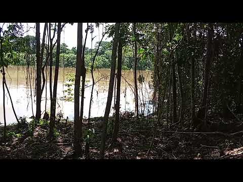 9 de março de 2025 Rio itaquaí margem esquerda Atalaia do Norte com 