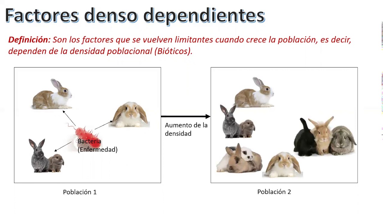 ¿Cuáles son los cinco factores limitantes independientes de la densidad