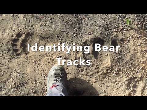 Bear Track Identification - Yellowstone