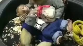 Download lagu Minang Kocak ica ica jangan merajok sayang mp3