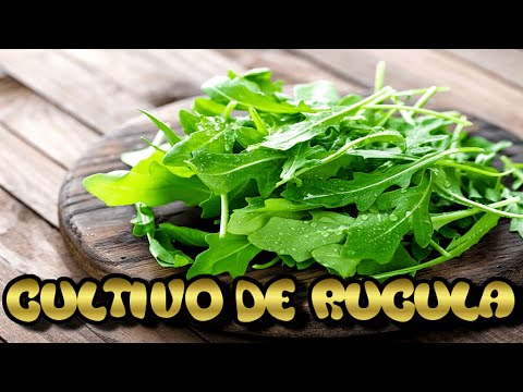 , title : 'Cultivo RÁPIDO de Rúcula en 30 días! | Como sembrar rúcula o arúgula'