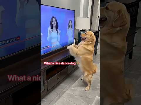 What a nice dance dog 🤣 #golden #goldenretriever #funny #dog #dogdance #youtubeshorts #shorts