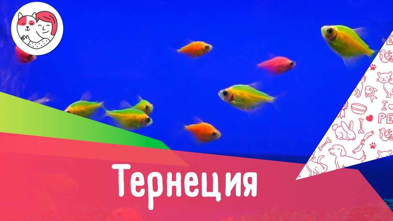Аквариумная рыбка тернеция. Особенности. Уход.