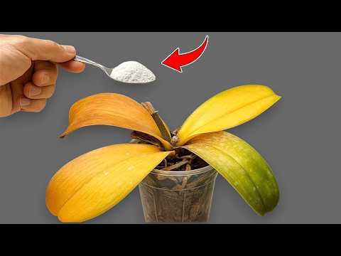 1 Spoon a Week! Suddenly Your Orchid Is Producing New Roots and Flowers All Year Round